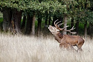 Red Deer in nature