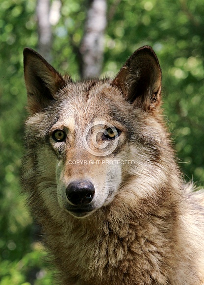 Wolf and Wolf Pups Wolf and Wolf Pups