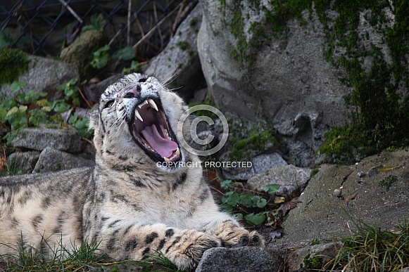 Snow leopard Snow leopard
