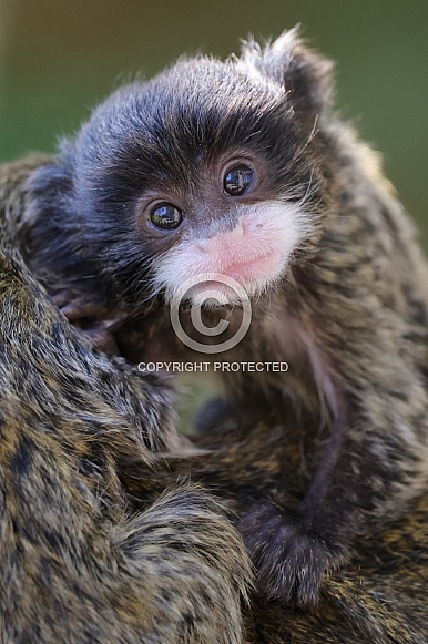 Emperor Tamarin (Saguinus Imperator)