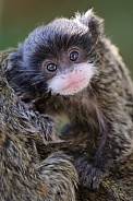 Emperor Tamarin (Saguinus Imperator)