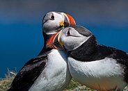 Affectionate Puffins