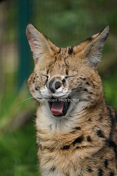 Serval