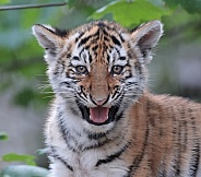 Amur Tiger Cub