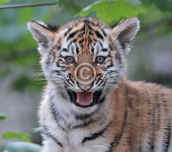 Amur Tiger Cub