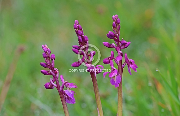 Early purple Orchid