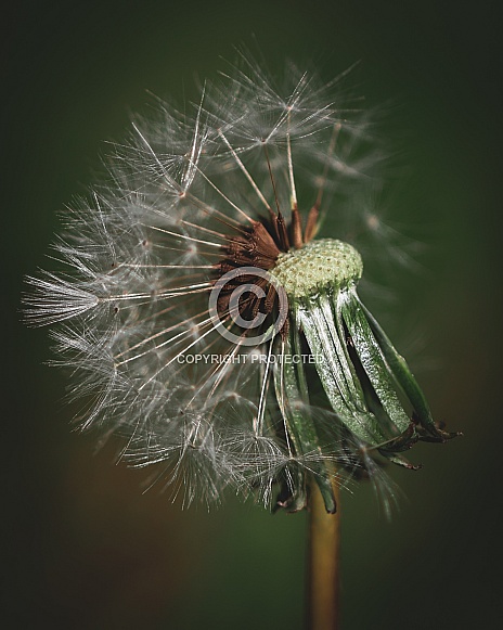 Seeding Dandelion Seeding Dandelion