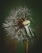 Seeding Dandelion