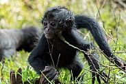 Baby Spider Monkey Playing In Grass