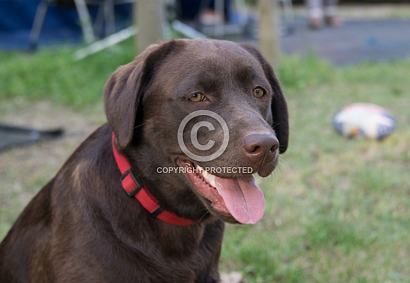 Chocolate Labrador
