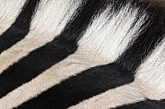 Zebra fur (Equus quagga)