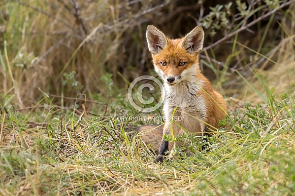 Young red fox cub in nature