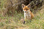 Young red fox cub in nature