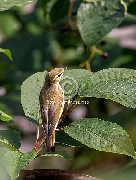 Greenish Warbler Greenish Warbler