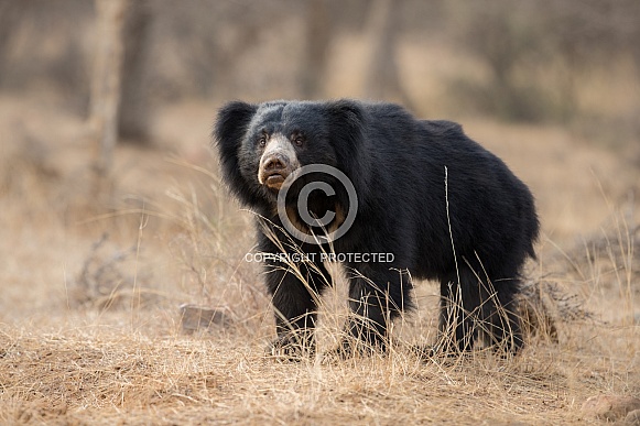 Sloth bear in the nature habitat.