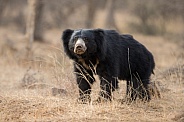 Sloth bear in the nature habitat.