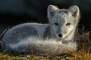 Arctic fox
