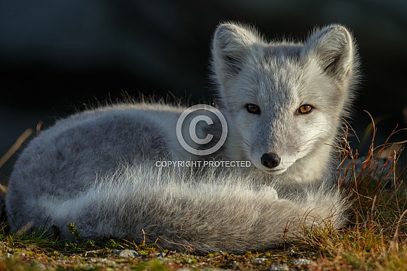 Arctic fox