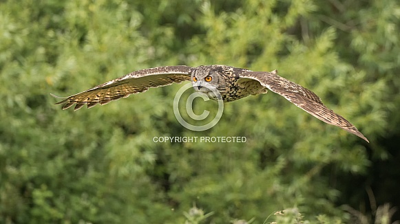 European Eagle Owl in Flight