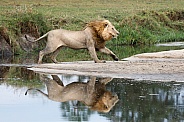 Lion running with reflection