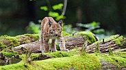 Young lynx on logs