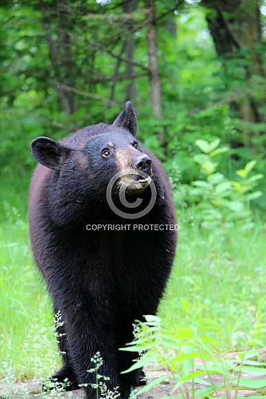 Black Bear