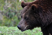 Brown Bear