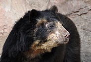 Spectacled Bear