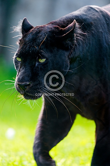 Black Leopard