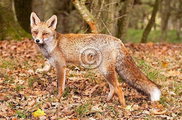 Red fox vulpes