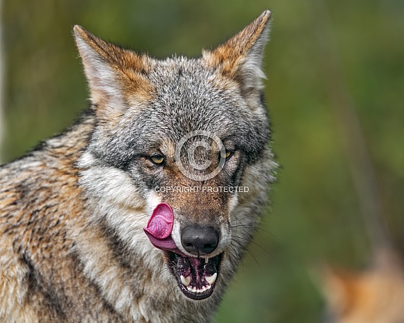 Wolf licking aside