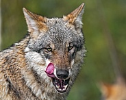 Wolf licking aside