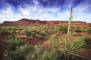 Desert Spring Landscape