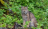 Juvenile Canada Lynx in Montana