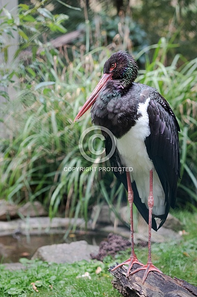 Black stork Black stork