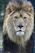 African Lion