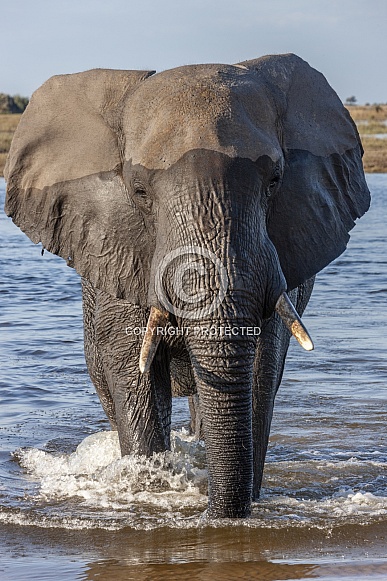 African Elephant (Loxodonta africana)