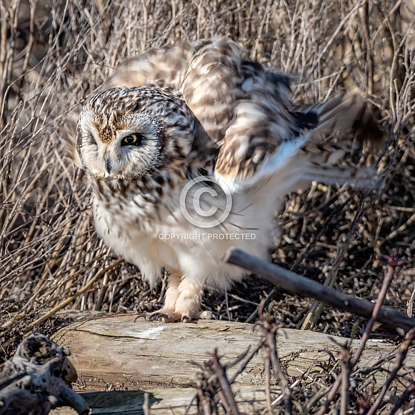 Short Eared Owl fluffy feathers