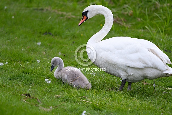 Swan With Cygnet