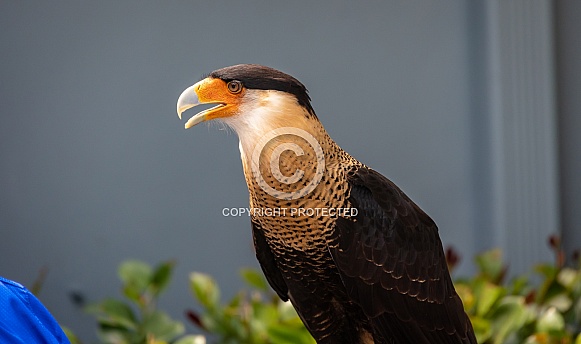 Crested Caracara Bird Crested Caracara Bird