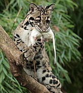 Clouded Leopard