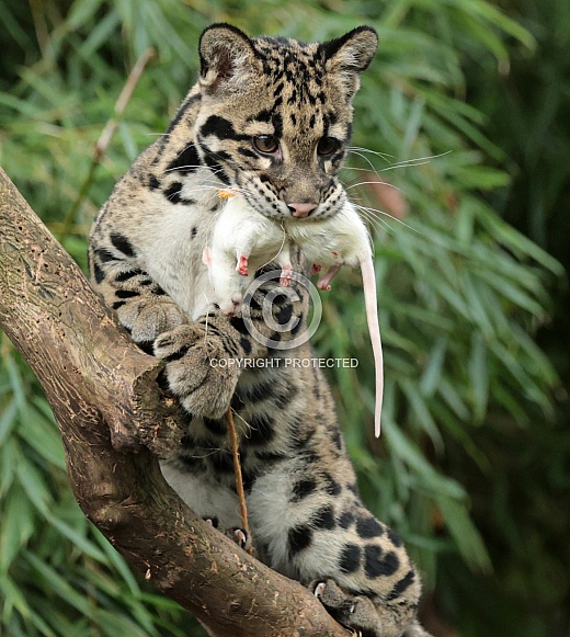 Clouded Leopard Clouded Leopard