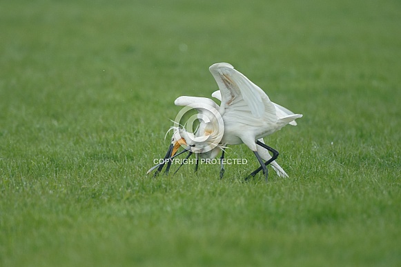 The Eurasian spoonbill The Eurasian spoonbill