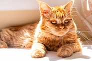 Domestic Cat