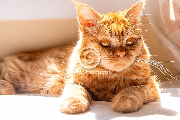 Domestic Cat