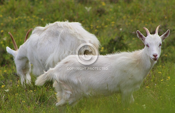 Great Orme Kashmiri Goats Great Orme Kashmiri Goats