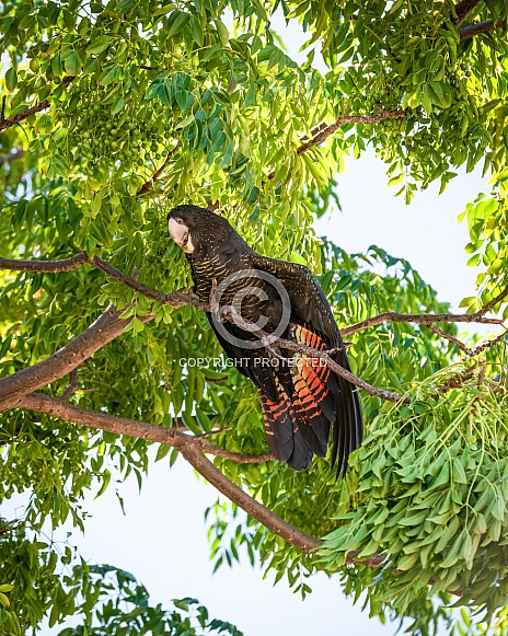 Red tailed Black Cockatoo 1