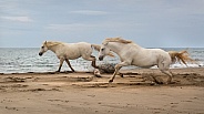 Galloping white stallions