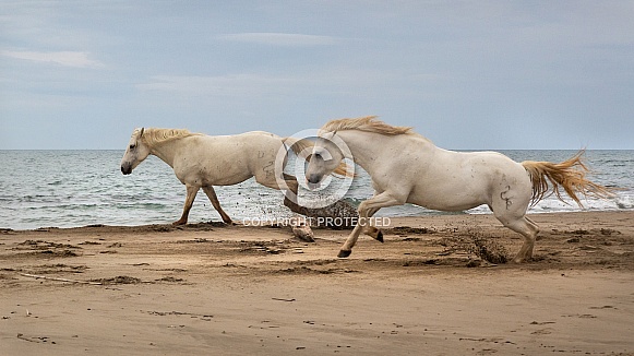 Galloping white stallions