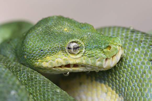 Green Python